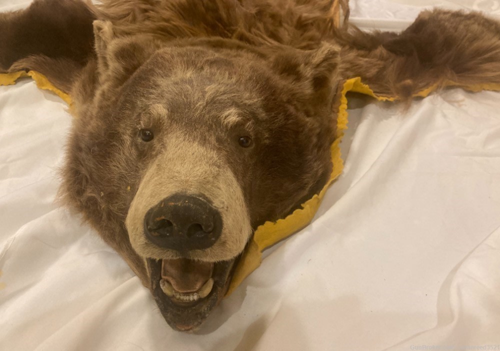 Brown Bear Rug-img-1