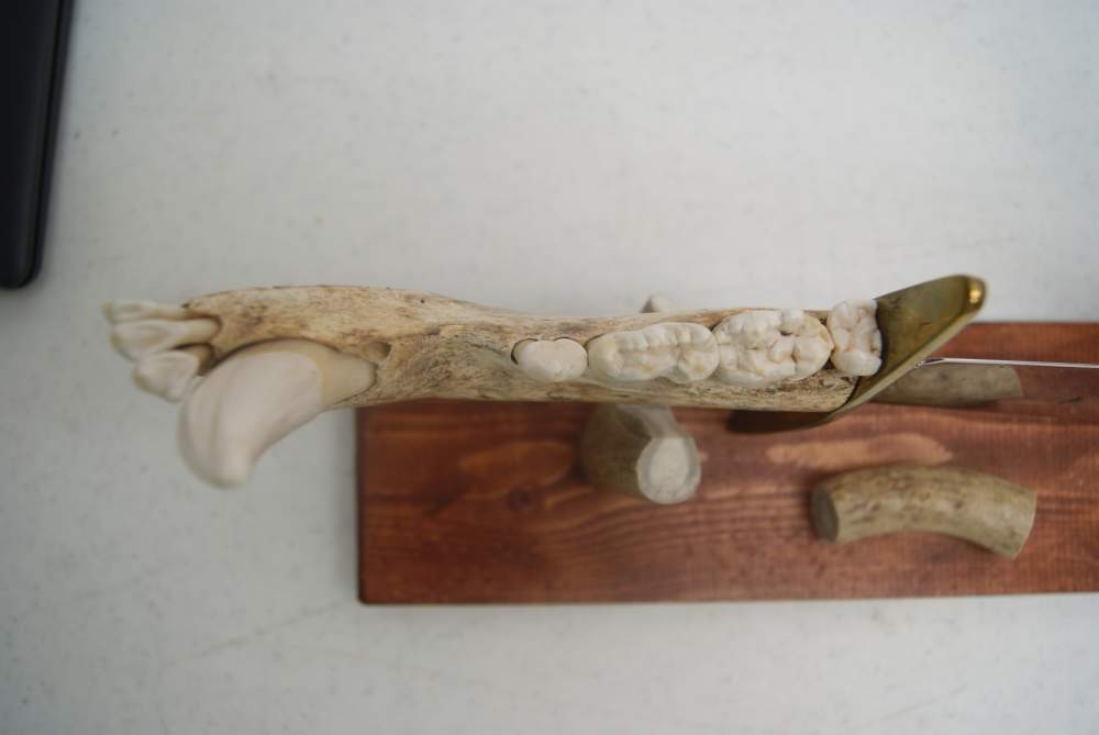 HAND MADE HUNTING KNIVE WITH JAW HANDLE-img-11