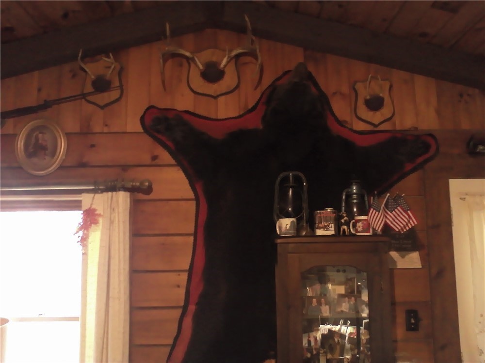Black Bear 63" X 64" Prime-Beautiful-Perfect-Wisconsin Mount-img-0
