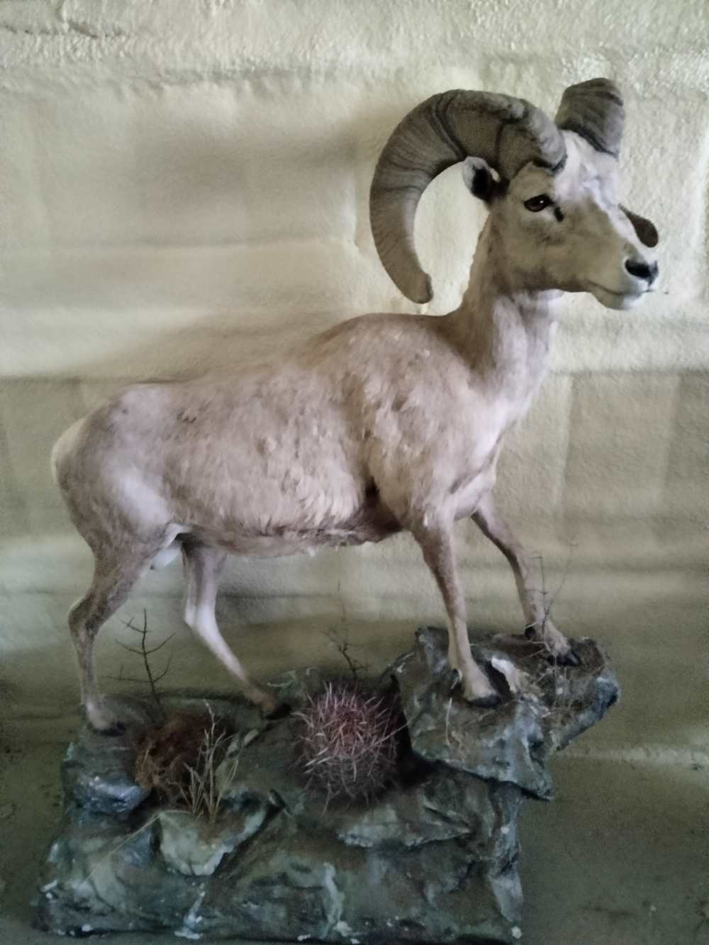 Desert Bighorn Nevada 1980s Life Size Museum Quality-img-1
