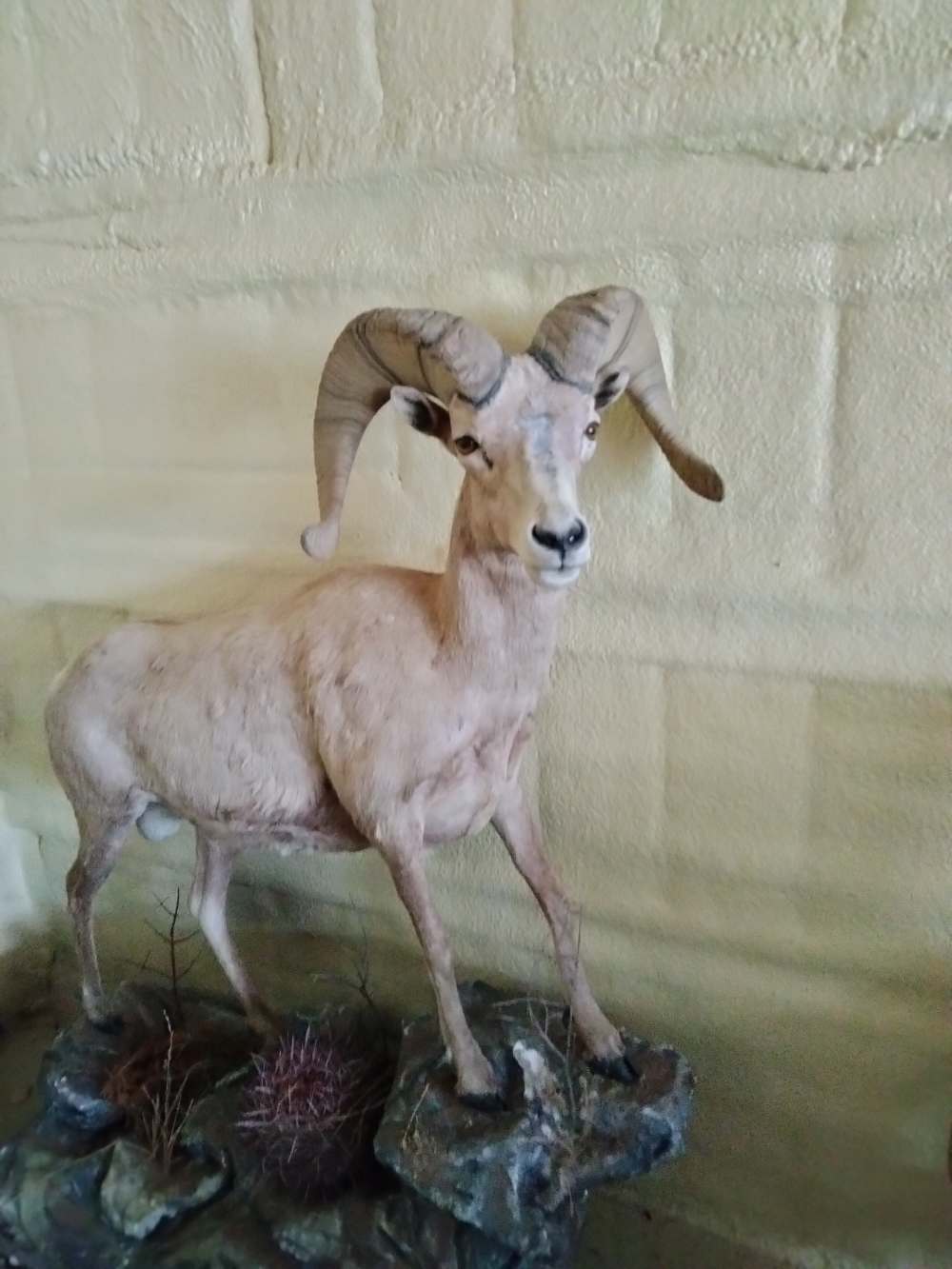 Desert Bighorn Nevada 1980s Life Size Museum Quality-img-0