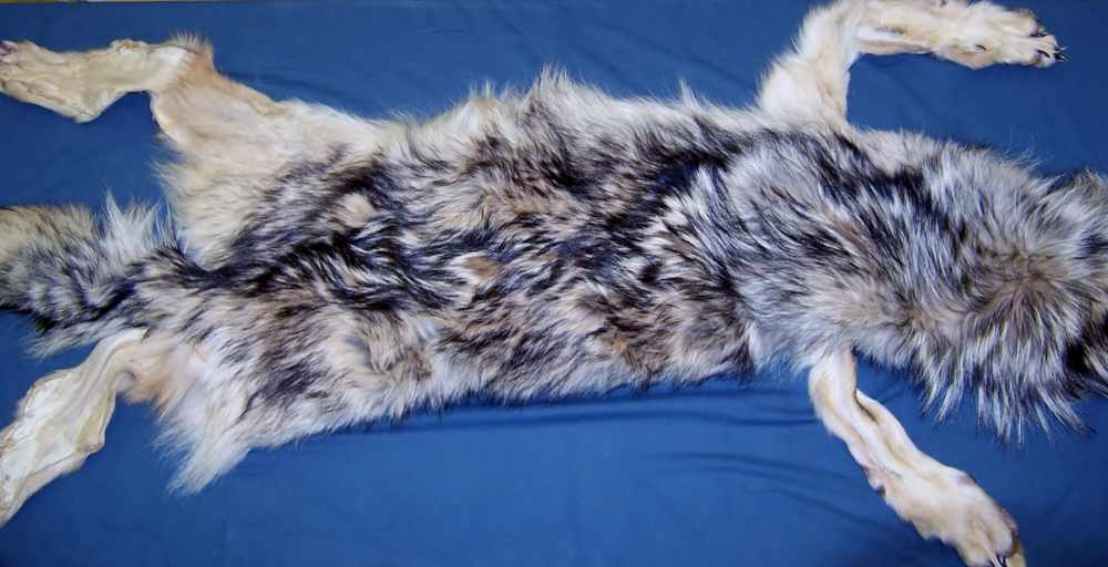 Canadian Timber Wolf Pelt XXL Female w/ Import-Export Papers-img-0