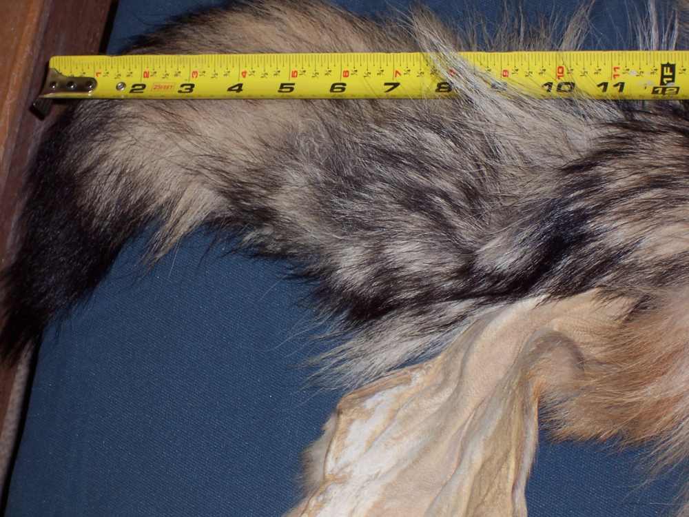 Canadian Timber Wolf Pelt XXL Female w/ Import-Export Papers-img-5