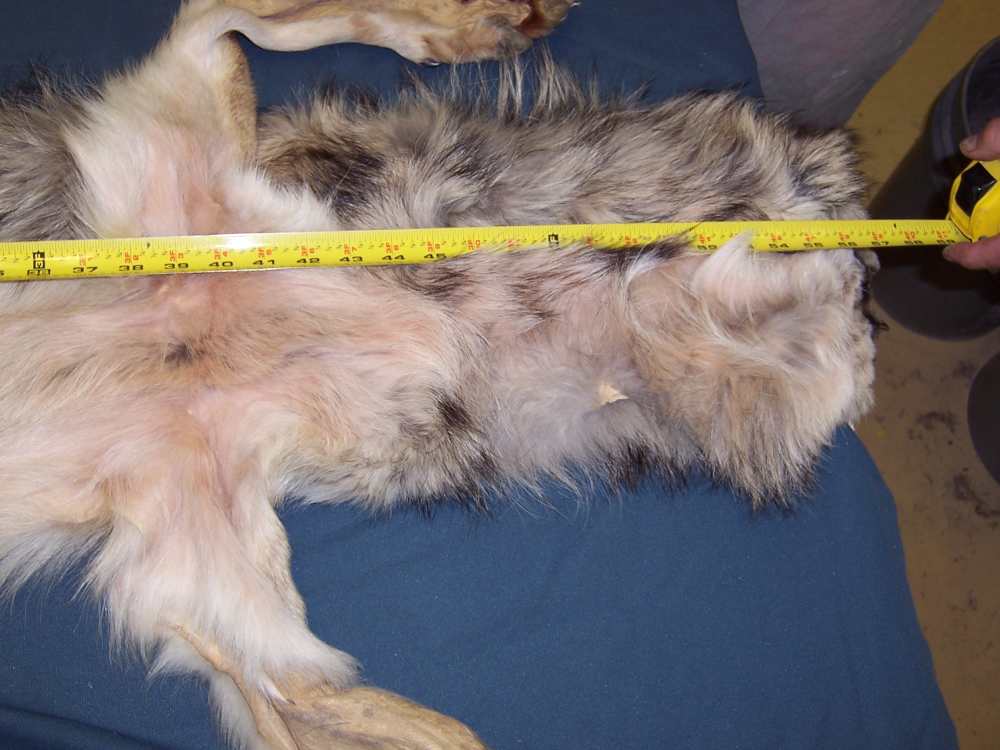 Canadian Timber Wolf Pelt XXL Female w/ Import-Export Papers-img-11