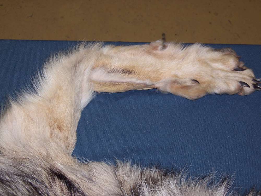 Canadian Timber Wolf Pelt XXL Female w/ Import-Export Papers-img-3
