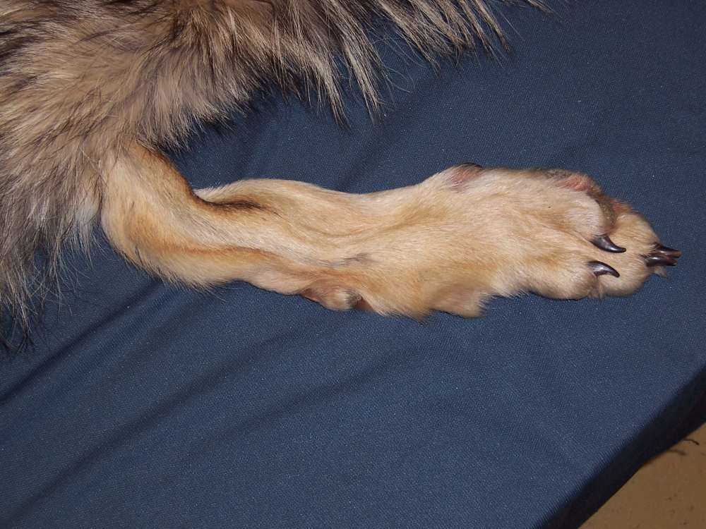 Canadian Timber Wolf Pelt XXL Female w/ Import-Export Papers-img-2