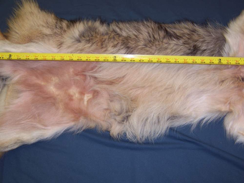 Canadian Timber Wolf Pelt XXL Female w/ Import-Export Papers-img-10