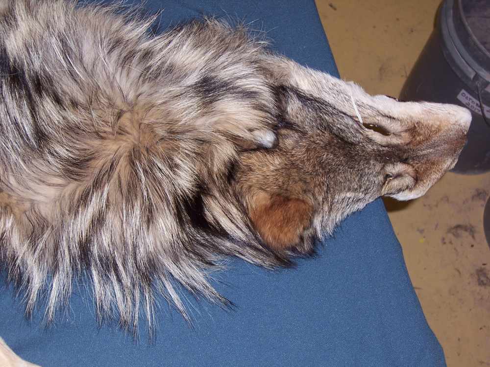 Canadian Timber Wolf Pelt XXL Female w/ Import-Export Papers-img-1