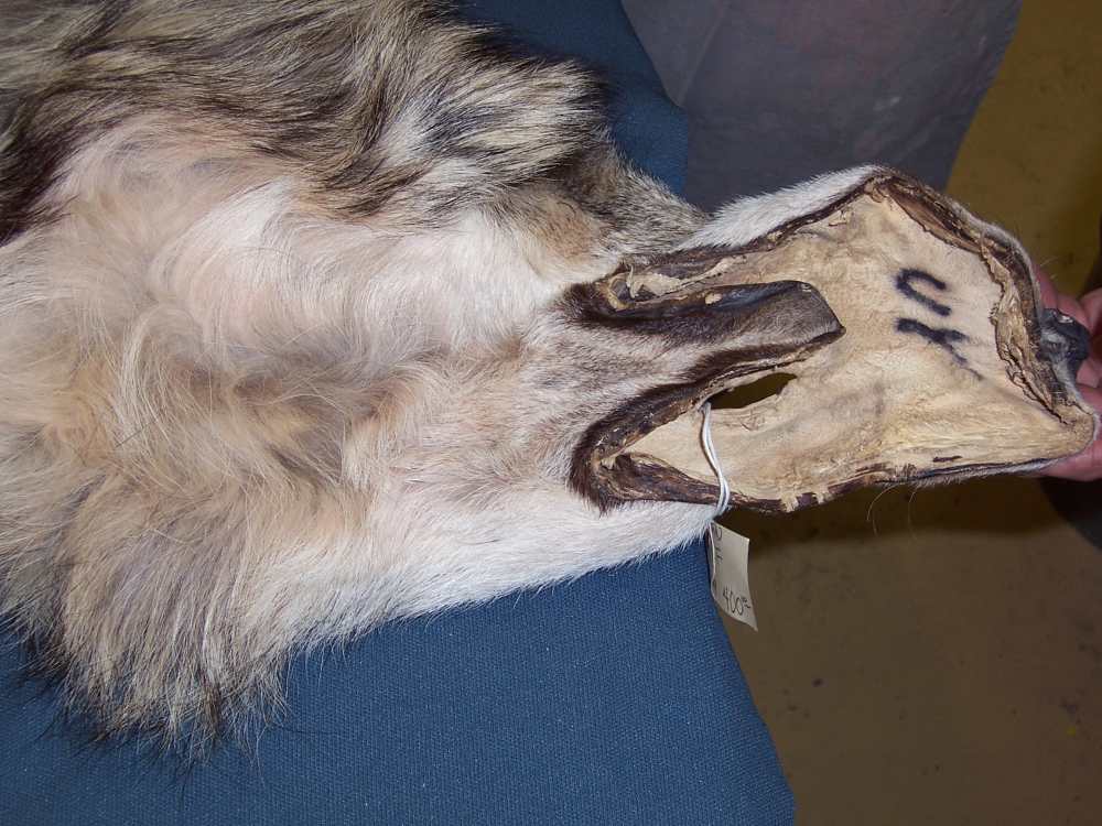 Canadian Timber Wolf Pelt XXL Female w/ Import-Export Papers-img-13