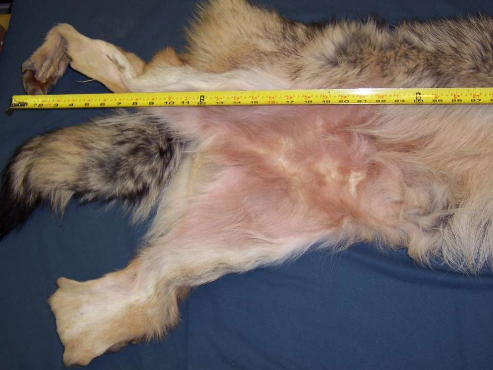 Canadian Timber Wolf Pelt XXL Female w/ Import-Export Papers-img-9
