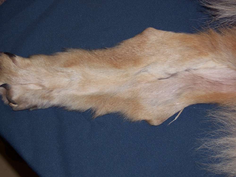 Canadian Timber Wolf Pelt XXL Female w/ Import-Export Papers-img-6