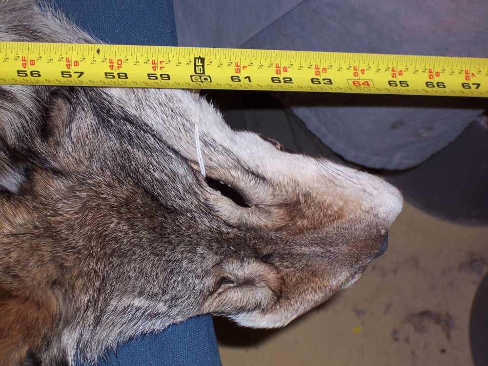 Canadian Timber Wolf Pelt XXL Female w/ Import-Export Papers-img-4