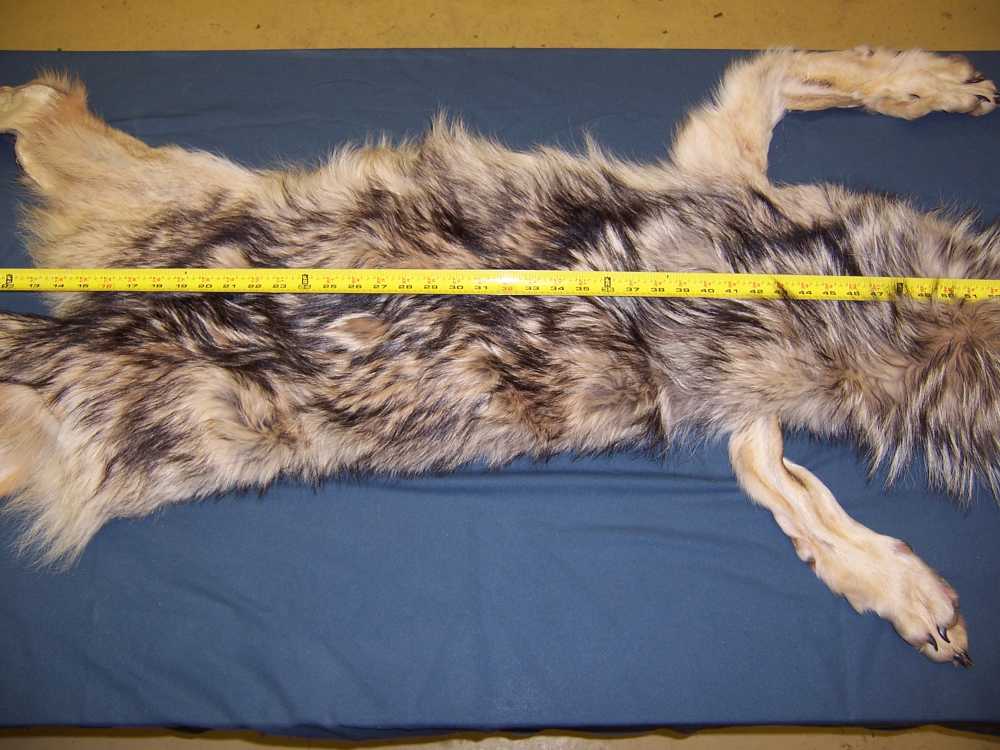 Canadian Timber Wolf Pelt XXL Female w/ Import-Export Papers-img-7