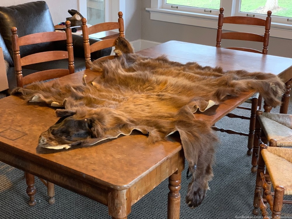 Black bear hide - blonde & brown tanned fur claws all intact TRADES WELCOME-img-1