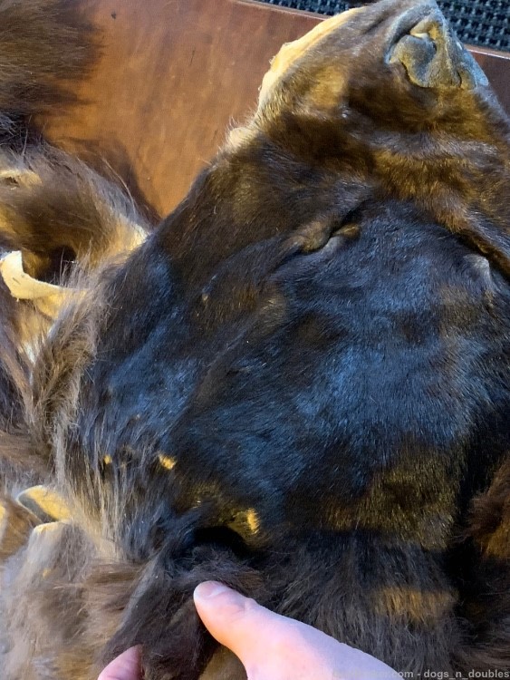 Black bear hide - blonde & brown tanned fur claws all intact TRADES WELCOME-img-8