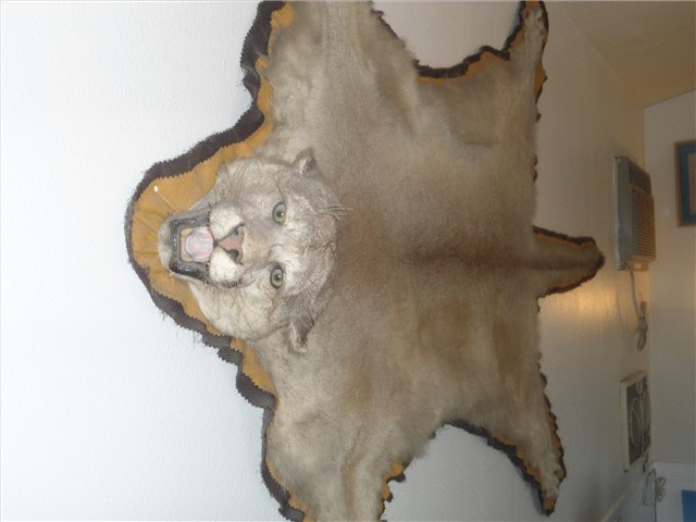 Mountain Lion-img-0
