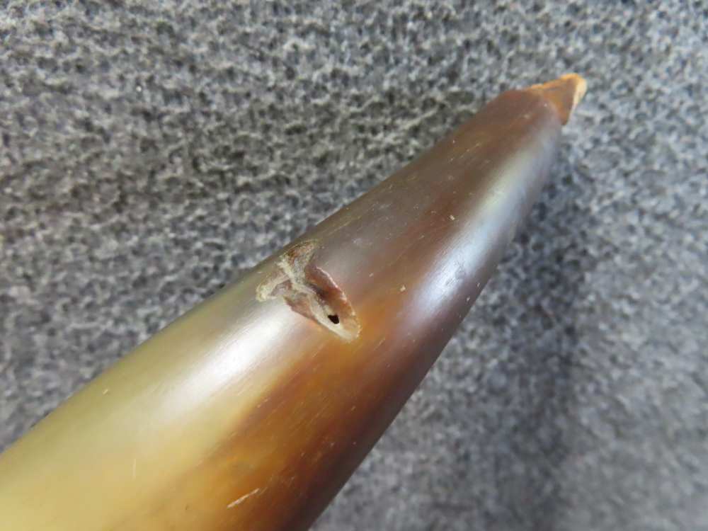 2-ANTIQUE POWDER HORNS, RIFLE AND PISTOL SIZE WITH WOODEN ENDS-img-5