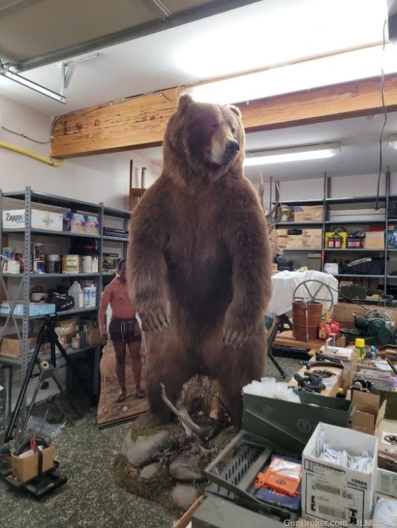 Animal Taxidermy Mount Collection 135 Total Mounts-img-19