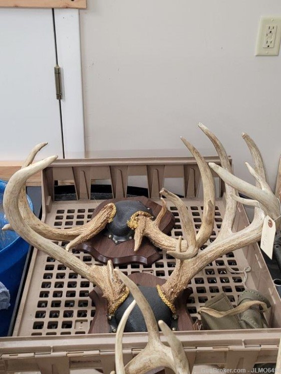 Animal Taxidermy Mount Collection 135 Total Mounts-img-23