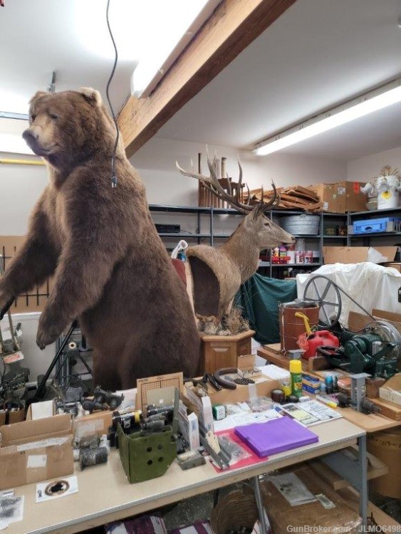 Animal Taxidermy Mount Collection 135 Total Mounts-img-20