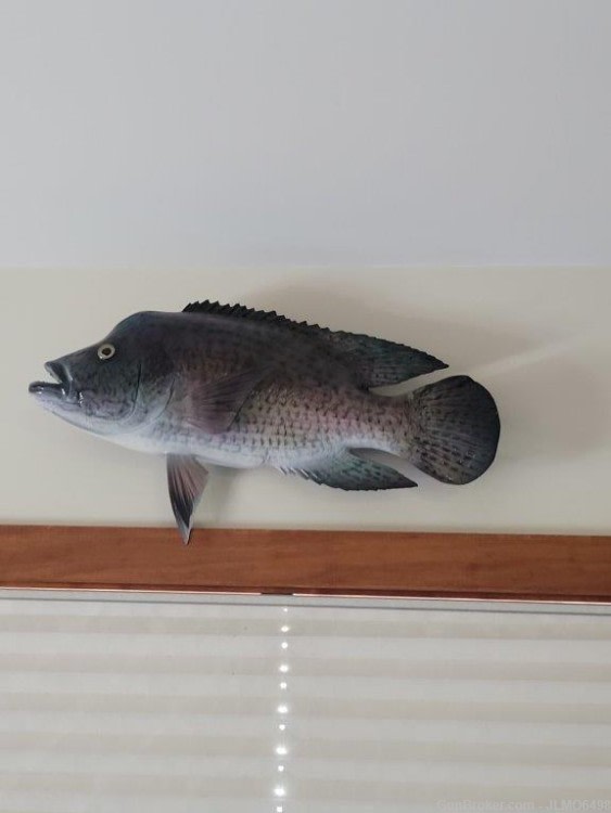 Animal Taxidermy Mount Collection 135 Total Mounts-img-4