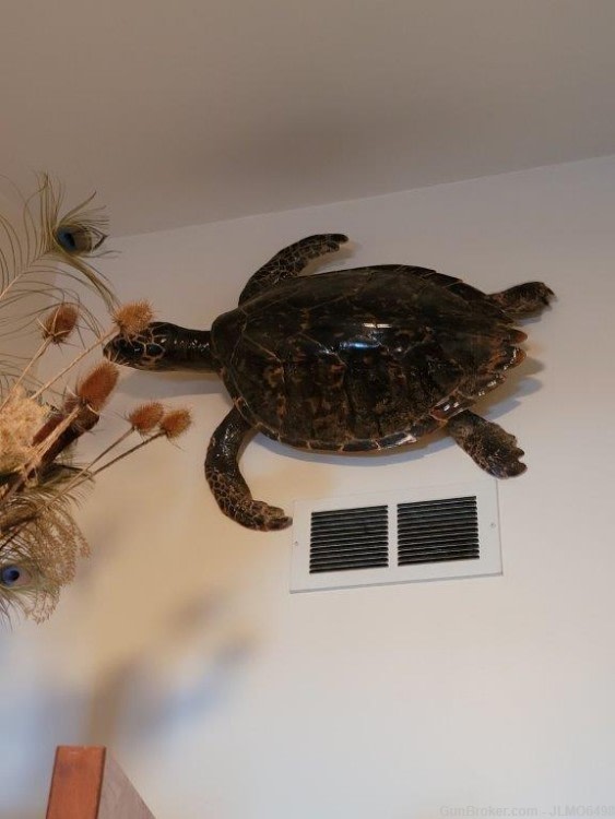 Animal Taxidermy Mount Collection 135 Total Mounts-img-3