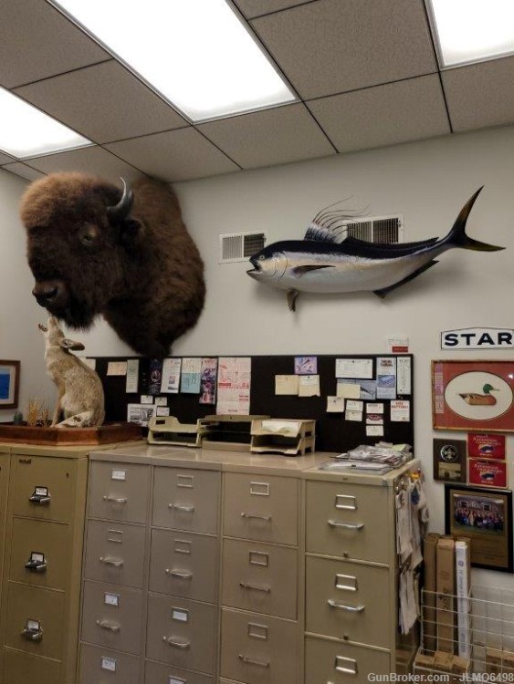 Animal Taxidermy Mount Collection 135 Total Mounts-img-30