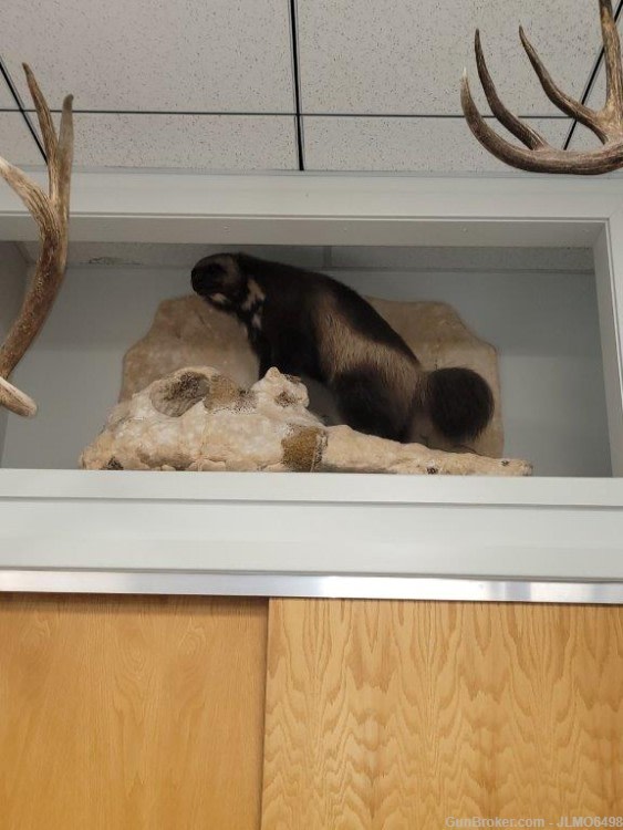 Animal Taxidermy Mount Collection 135 Total Mounts-img-34