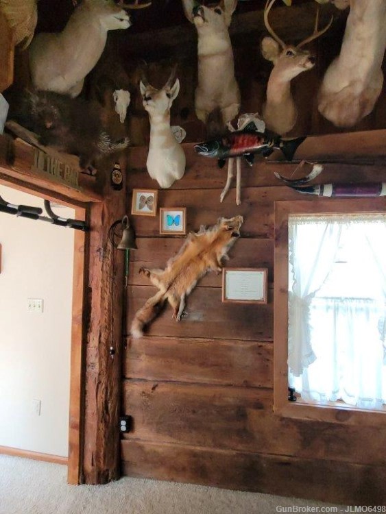 Animal Taxidermy Mount Collection 135 Total Mounts-img-15