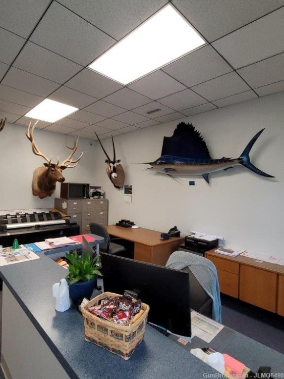 Animal Taxidermy Mount Collection 135 Total Mounts-img-33