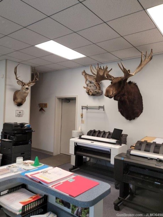 Animal Taxidermy Mount Collection 135 Total Mounts-img-32