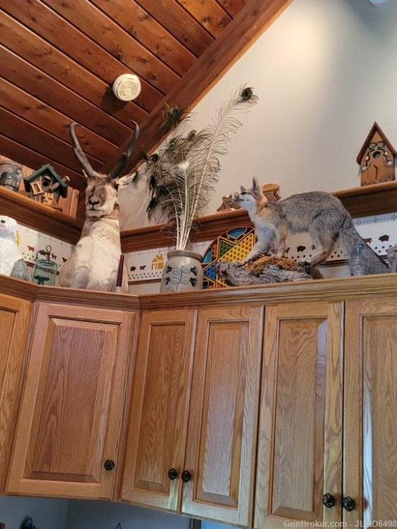 Animal Taxidermy Mount Collection 135 Total Mounts-img-7