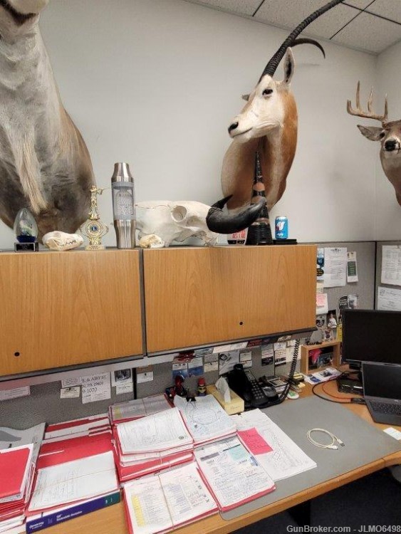 Animal Taxidermy Mount Collection 135 Total Mounts-img-27