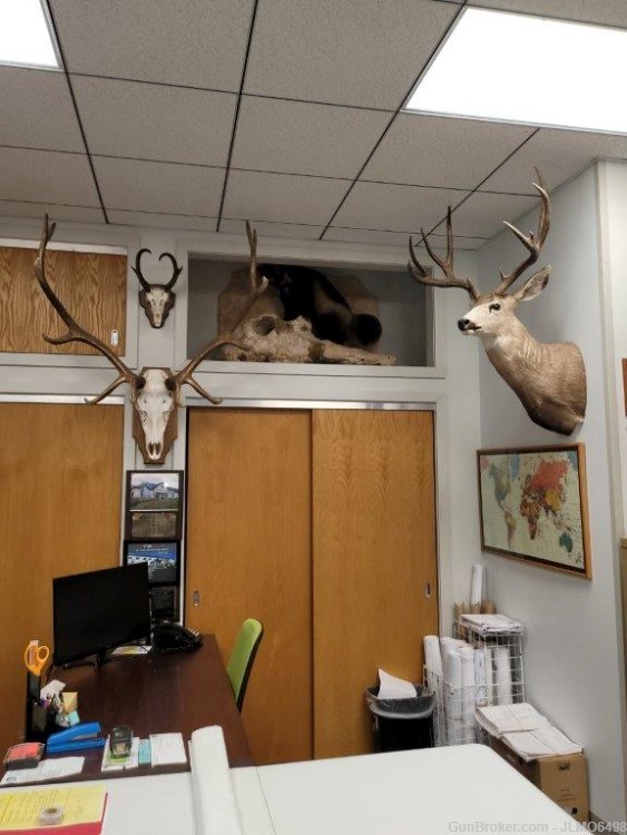 Animal Taxidermy Mount Collection 135 Total Mounts-img-29