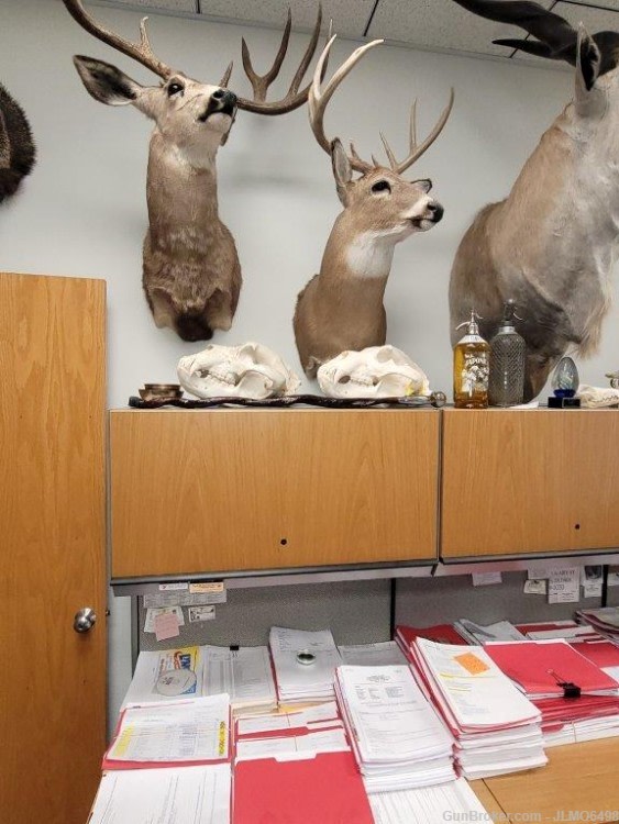 Animal Taxidermy Mount Collection 135 Total Mounts-img-26