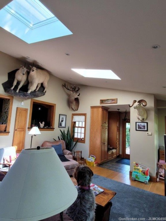 Animal Taxidermy Mount Collection 135 Total Mounts-img-5