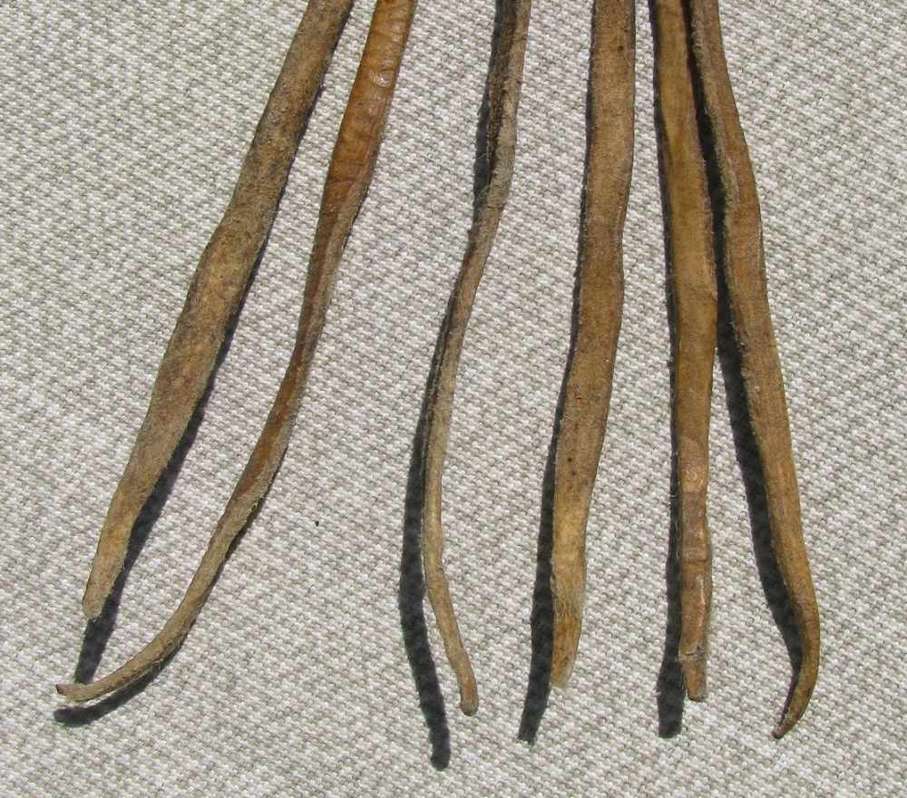  FINE RARE ANTIQUE 6 STRAND TWIST BRAIDED FOLKART RAWHIDE REATA +PROVENANCE-img-2
