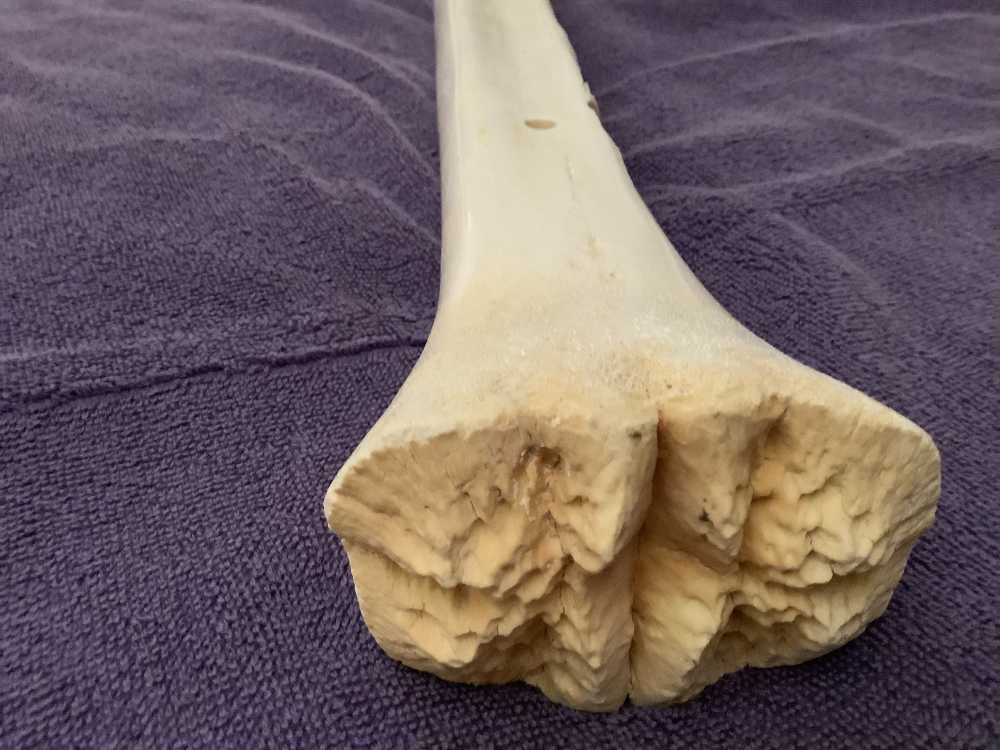 HAND CARVED GIRAFFE BONE , WARTHOGS-img-7