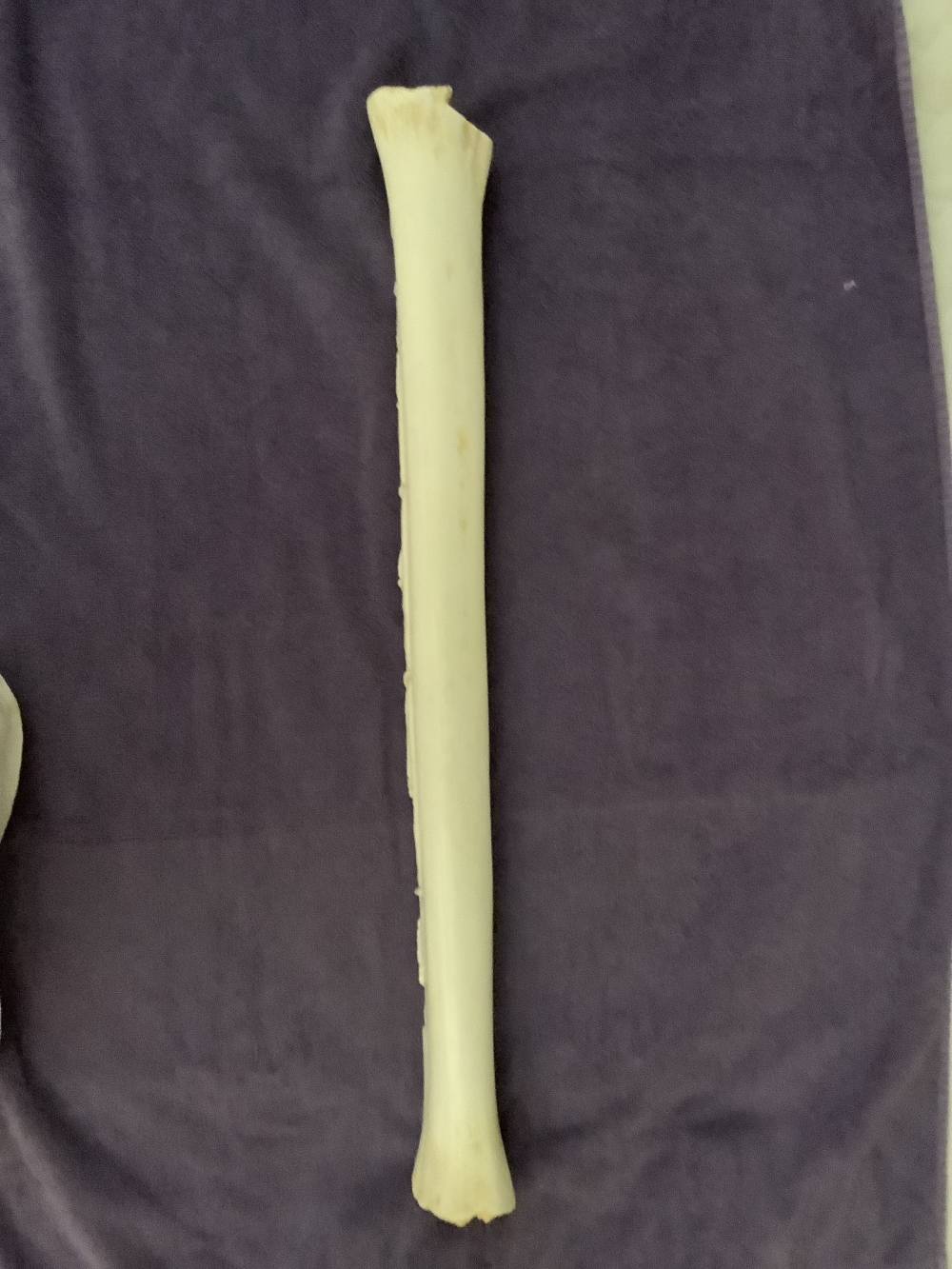 HAND CARVED GIRAFFE BONE , WARTHOGS-img-5