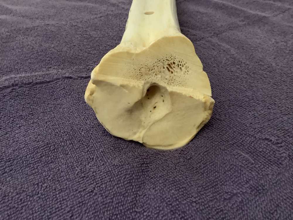 HAND CARVED GIRAFFE BONE , WARTHOGS-img-6
