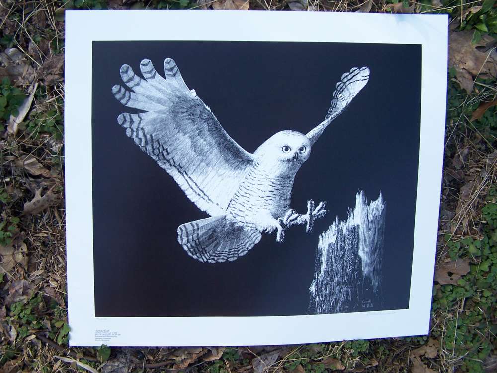 Owl art, Darrell Wirkkula  artist signed print, must see.-img-3