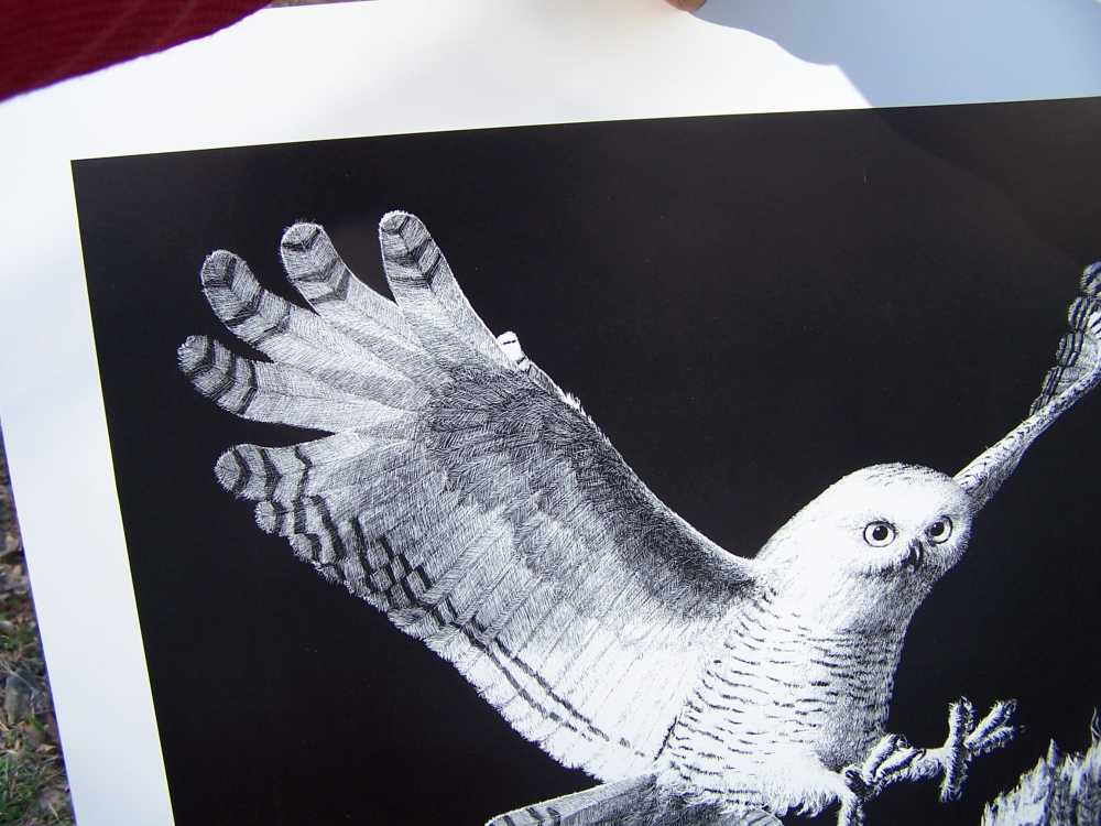 Owl art, Darrell Wirkkula  artist signed print, must see.-img-2