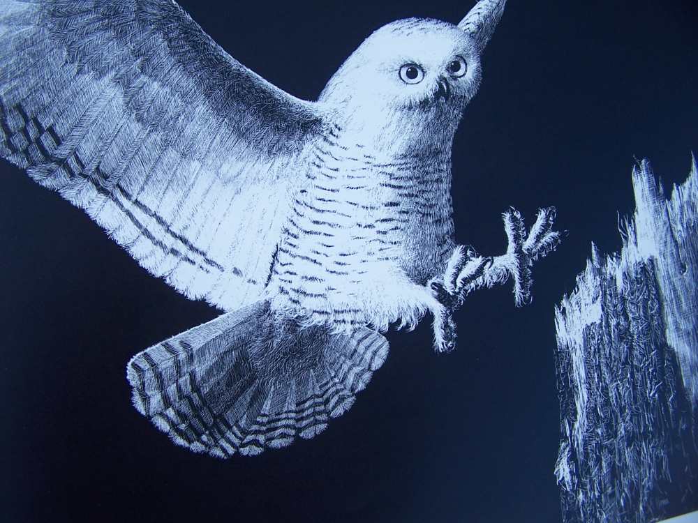 Owl art, Darrell Wirkkula  artist signed print, must see.-img-0