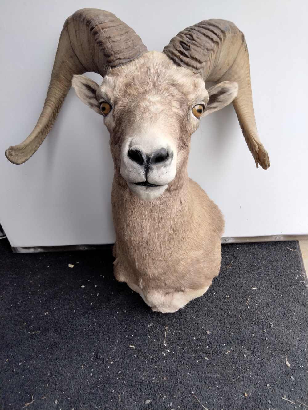 Desert Bighorn Sheep Shoulder Mount Nevada 1980's-img-0